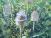 teasels