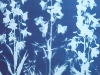 delphinium_grandiflorum_blue_butterfly
