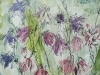 aquilegia-w